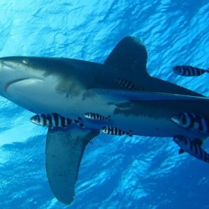 Egyptin sukellusmatka, Best of the Red Sea -liveaboard