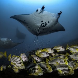 Malediivien sukellusmatka, Best of the Central Atolls -liveaboard