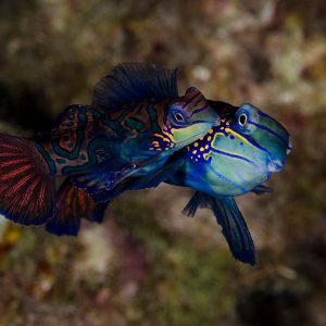 Filippiinien sukellusmatka, Anilao