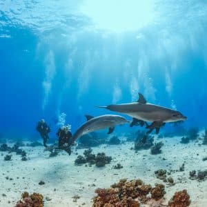 Egyptin sukellusmatka, Safaga -liveaboard